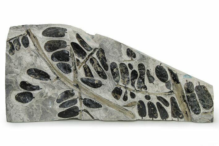 Carboniferous Fossil Fern (Neuropteris) Plate - France #338622